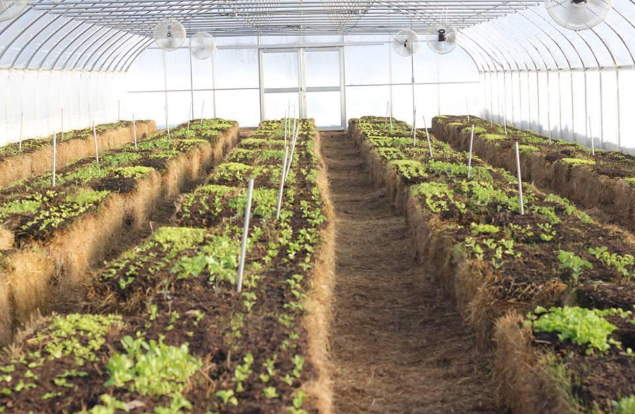 6 Units - BaleBuster20 - Pail - Retail display packaging - Refined 20 bale formula