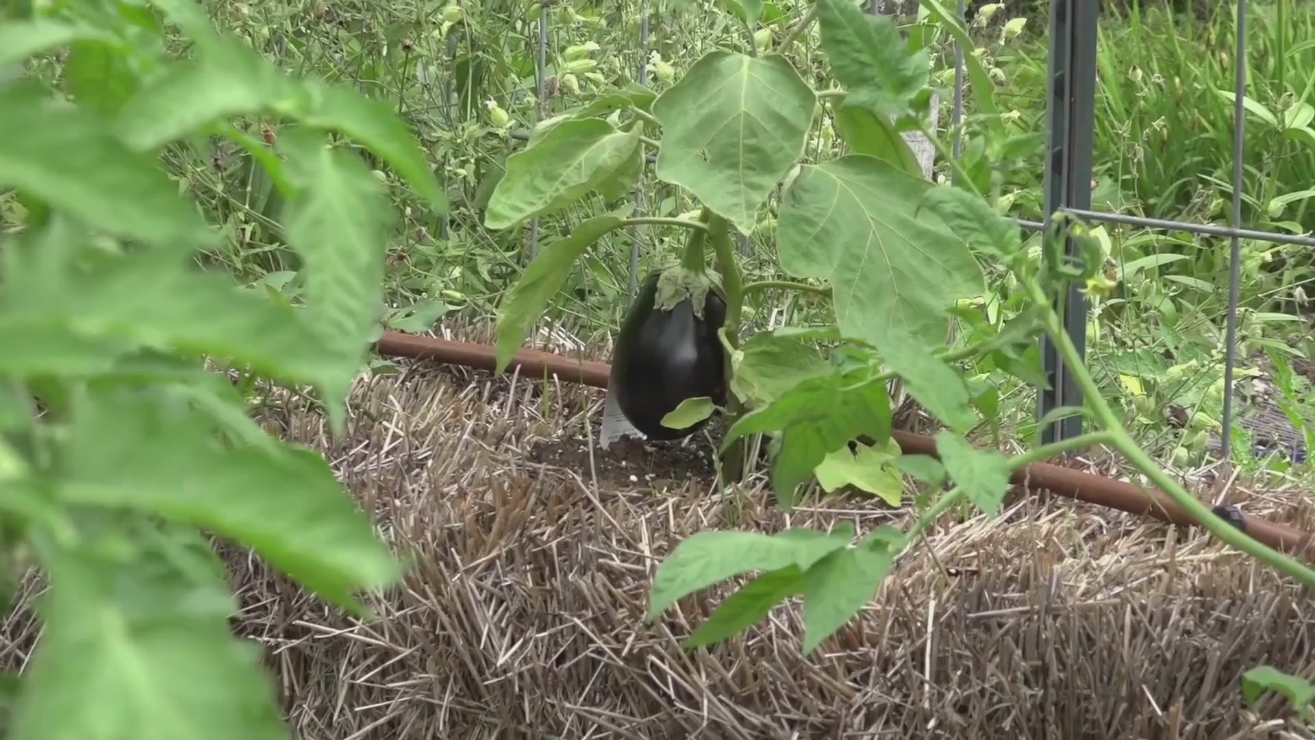 BaleBuster4 - Four Bale Package